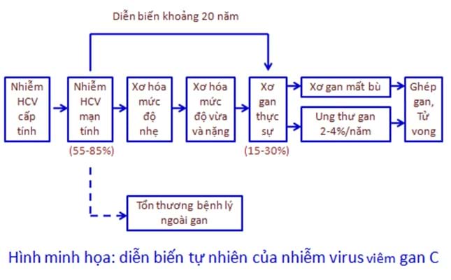 Giai đoạn phát triển bệnh của virus viêm gan C