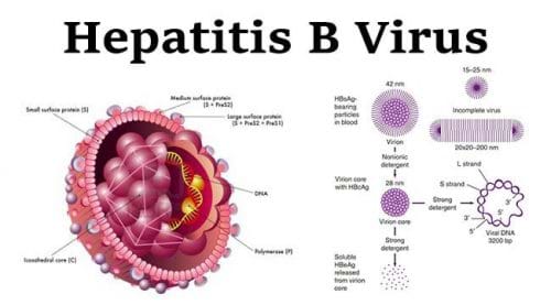 Siêu vi viêm gan B, hoặc HBV, lây lan qua máu, tinh dịch hoặc các chất dịch cơ thể khác